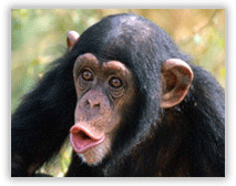 Black-monkey