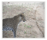 Springs Game Reserves