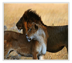 Meru National Park