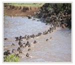 Africa River