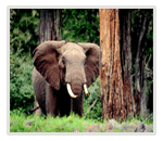 Aderdares National Park