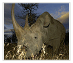 Rino