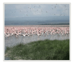 Lake Nakuru