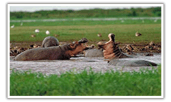 Hippo