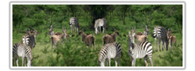Mburo National Park